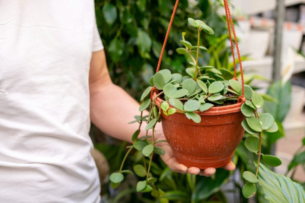 hombre sosteniendo una pequeña maceta colgante que contiene una de las mas de mil variedades de peperomia que existen.
