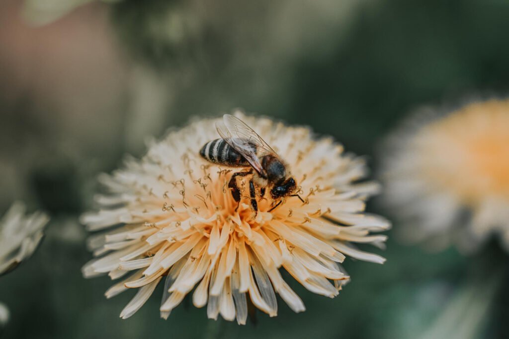 abaja polinizando una flor la cual es la quinta fase del ciclo de vida de las plantas.