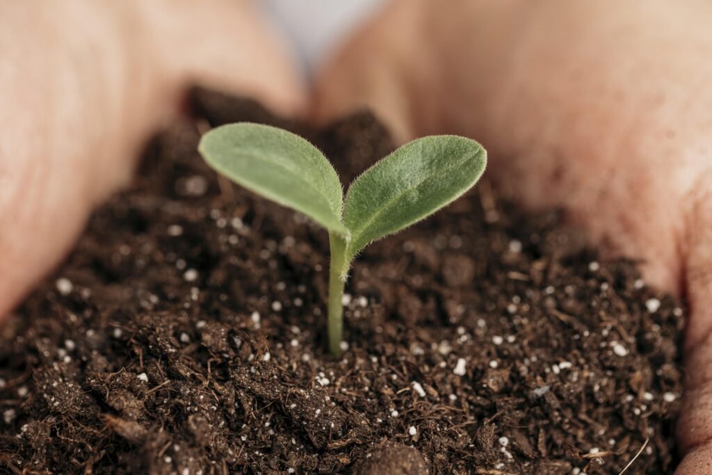 tercera etap del ciclo de vida vegetal de una planta: Aparición de la plántula,