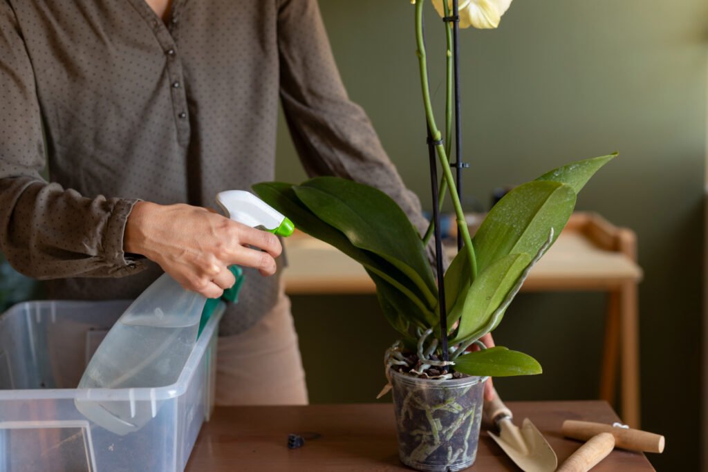 mujer usando fertilizante liquido en una de sus plantas de interior en maceta.