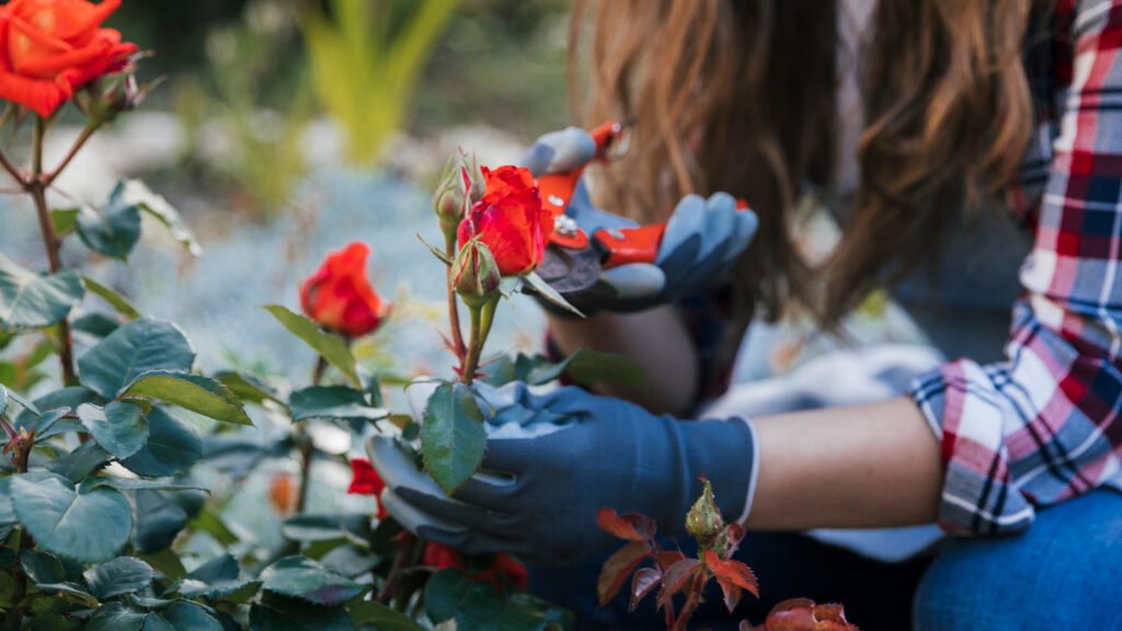 mujer cuidando y podando rosales para que den muchas rosas hermosas.