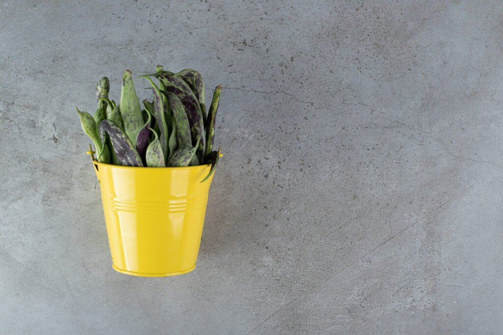 planta dentro de una maceta sin drenaje amarilla con una pared de color gris como fondo.