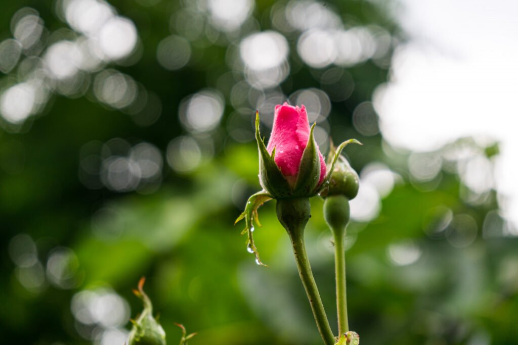 ritmo de crecimiento de una rosa en un jardín, desde su nacimiento hasta que comienza a florecer, 
