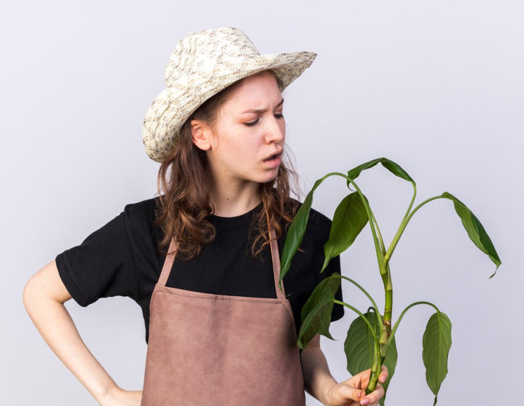 jardinera sosteniendo una planta con las raices podridas por exceso de riego y preguntandose como puede mejorar los cuidados de sus plantas de interior para que no le vuelva a pasar
