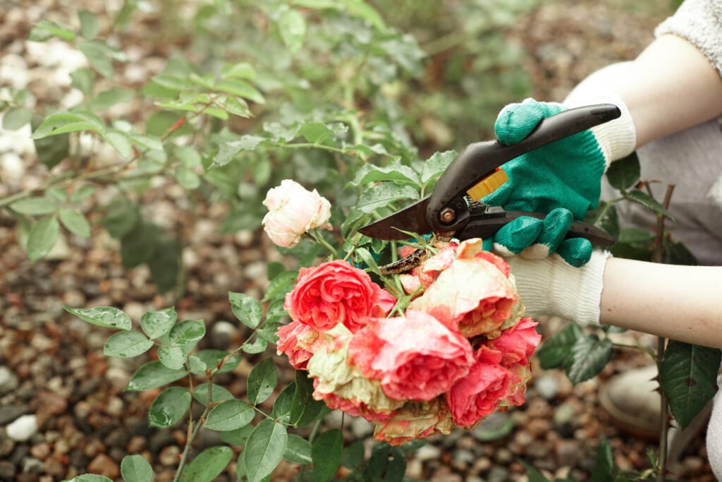 manos podando rosales para que asi den muchas rosas en un jardin al aire libre