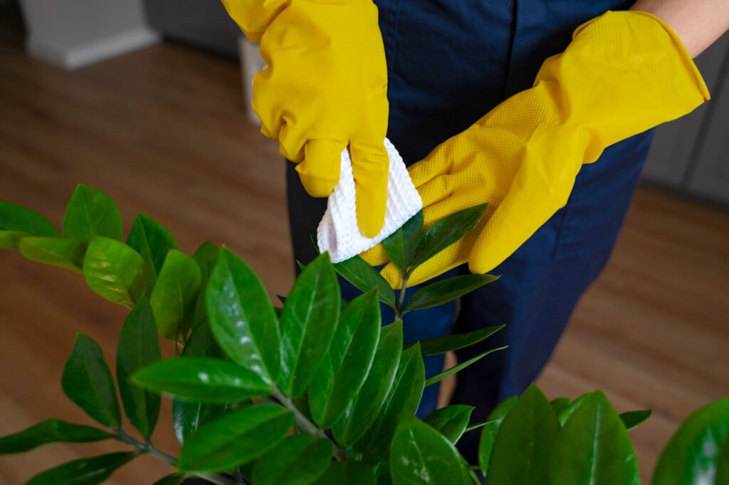 manos con guantes amarillos limpiando con mucho cuidado una por uno las hojas de una planta de interior
