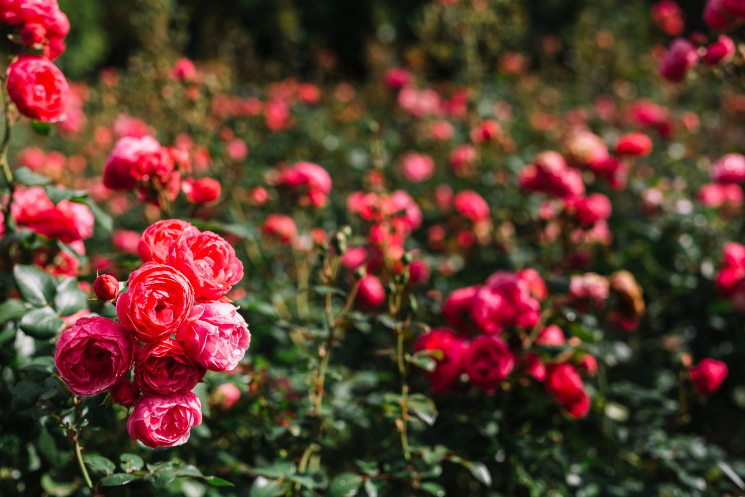 rosales que dan muchas rosas en un jardin al aire libre