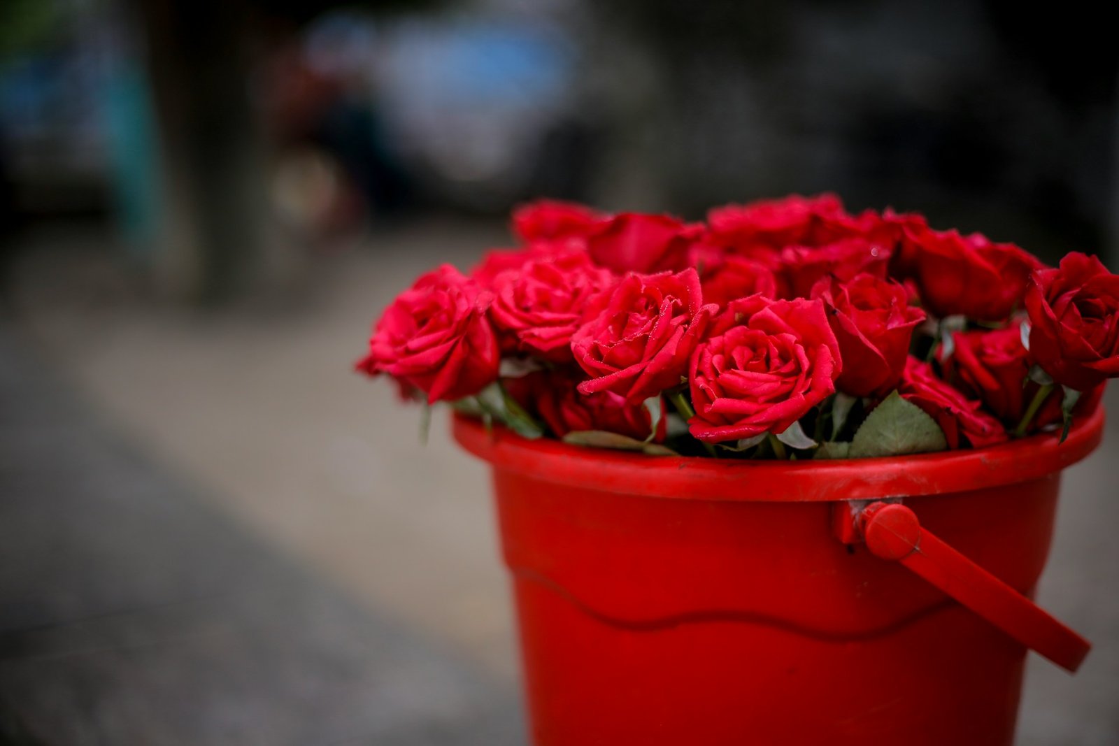 rosas en una maceta roja para decorar la casa