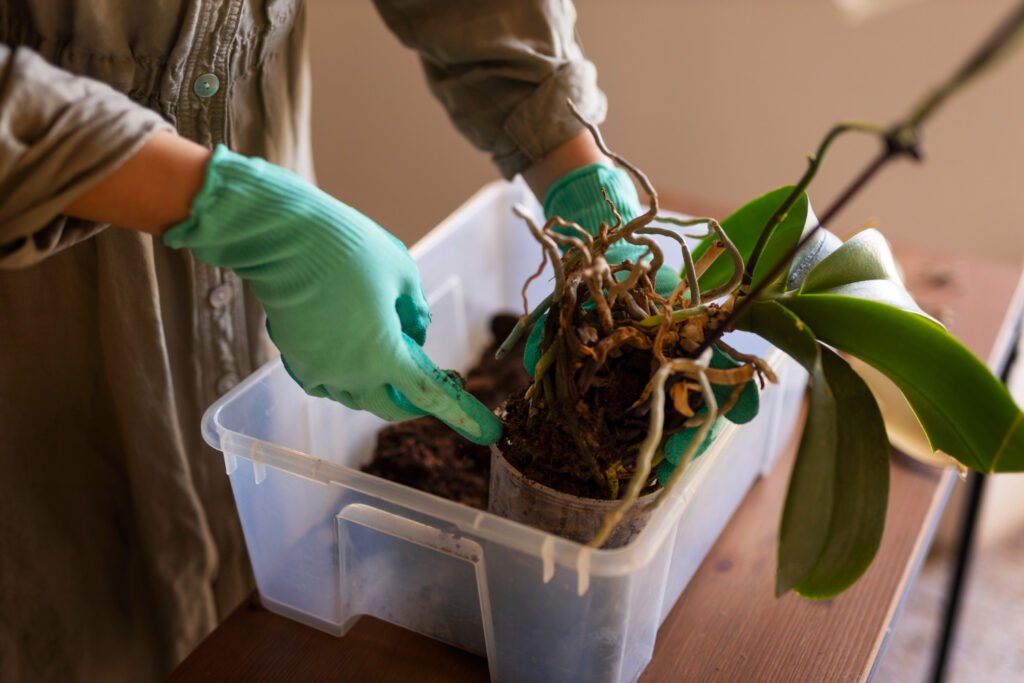 Un par de manos trasplantando una planta de interior a un espacio mas grande